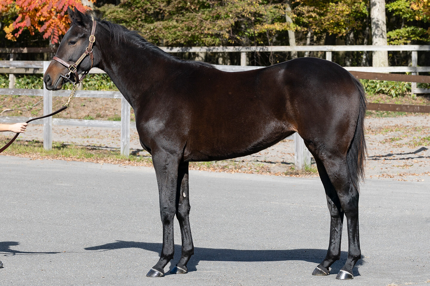 カールファターレ2024 写真