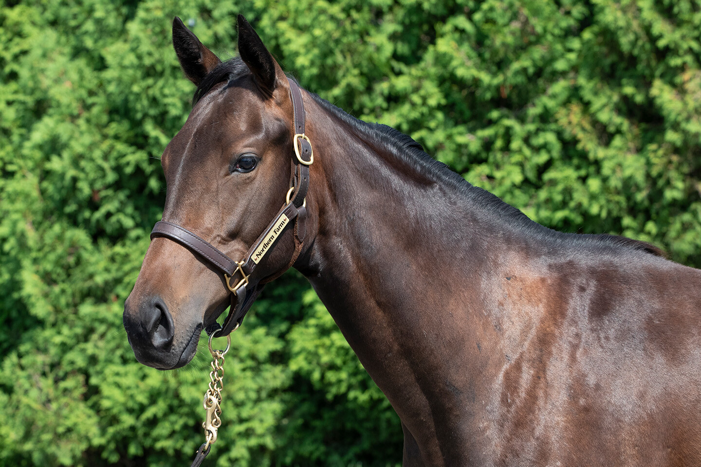 カールファターレ2024 馬体フォト 2025/07/23