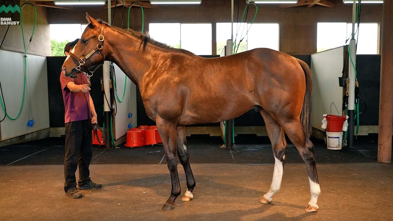 グラヴィタス2024 2025/8/14撮影：ノーザンファーム現地視察