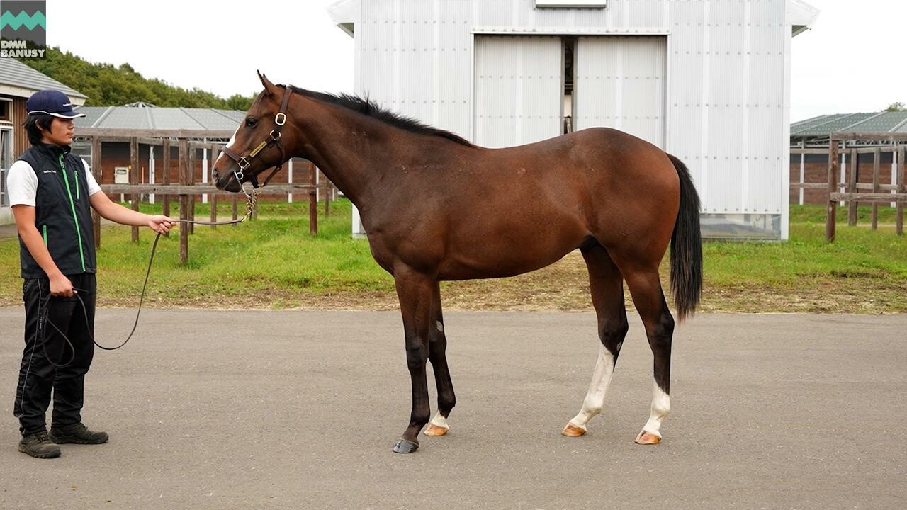 グラヴィタス2024 2025/9/9撮影：ノーザンファーム現地視察