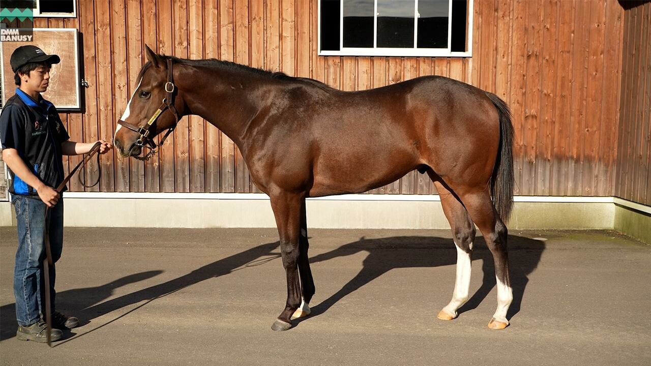 グラヴィタス2024 2025/10/6撮影：ノーザンファーム現地視察