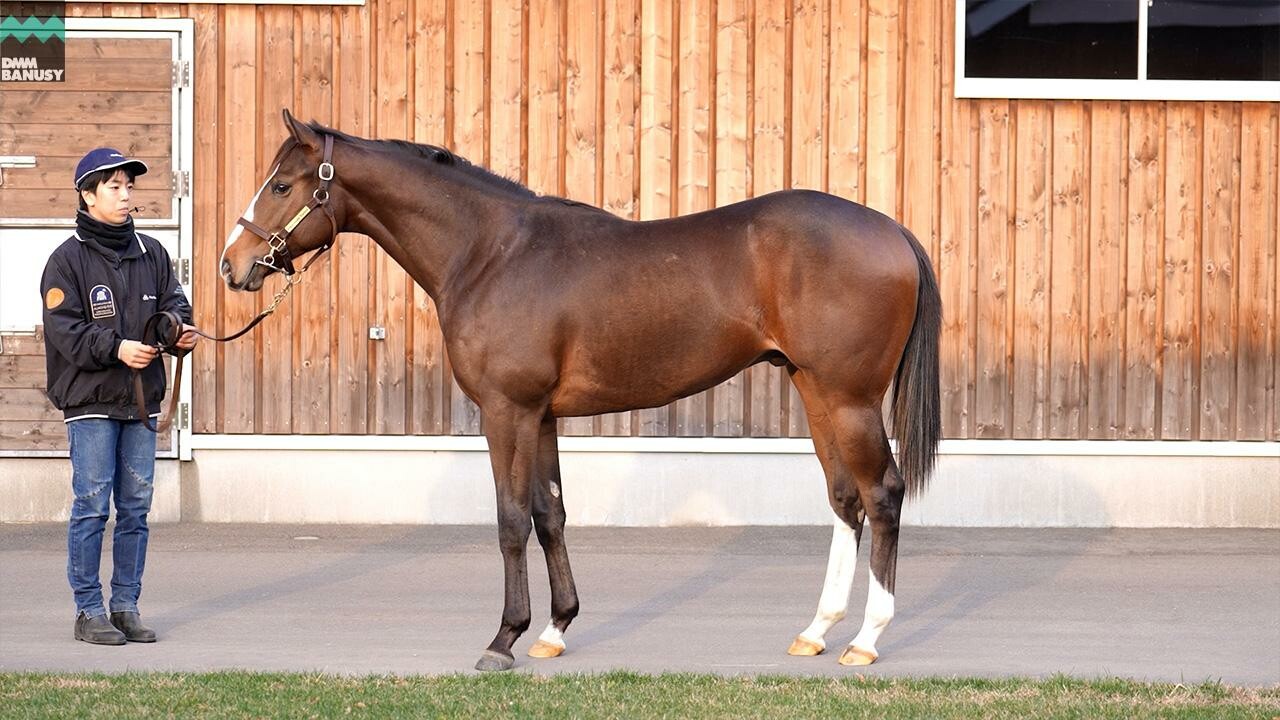 グラヴィタス2024 2025/11/6撮影：ノーザンファーム現地視察