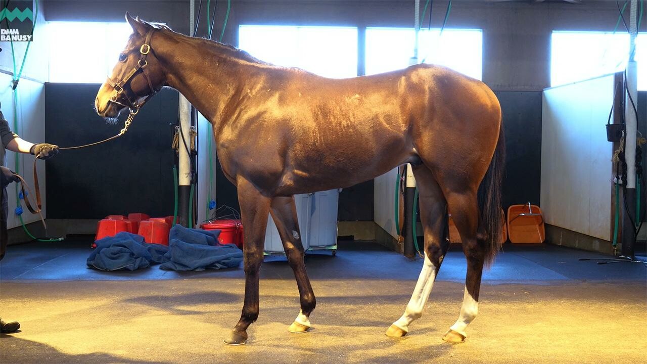 グラヴィタス2024 2026/2/6撮影:ノーザンファーム現地視察