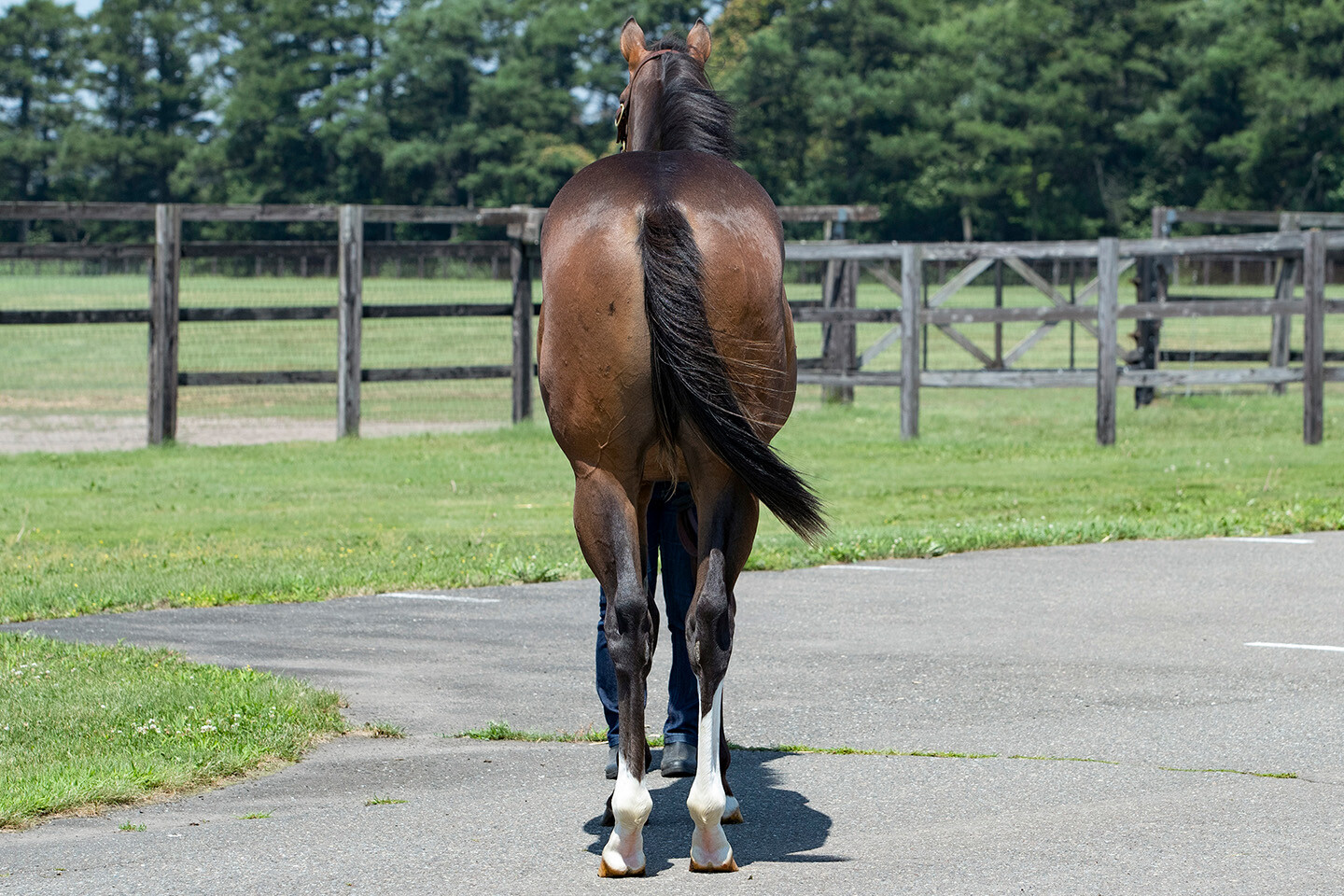 グラヴィタス2024 馬体フォト 2025/07/23
