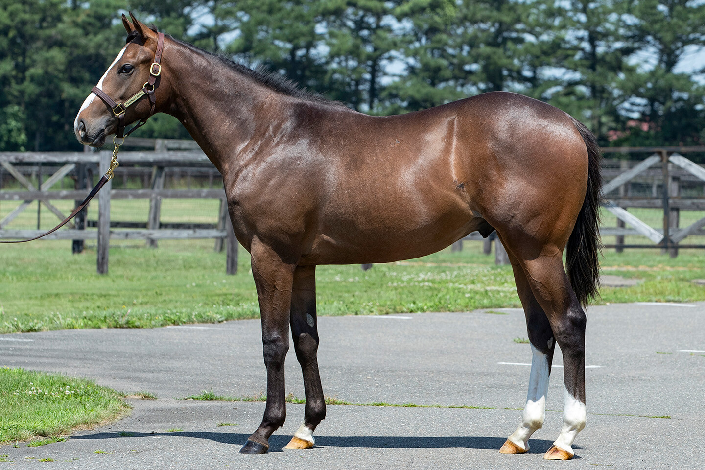 グラヴィタス2024 馬体フォト 2025/07/23