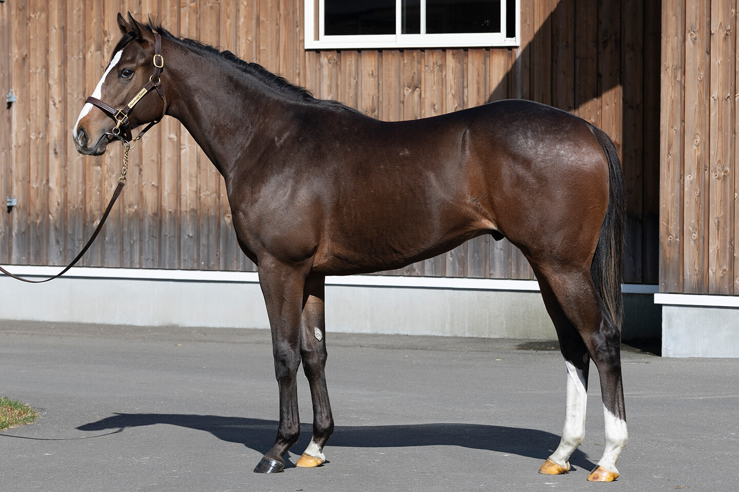 グラヴィタス2024 写真