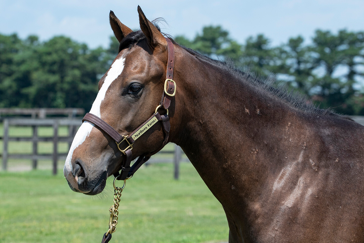 グラヴィタス2024 馬体フォト 2025/07/23