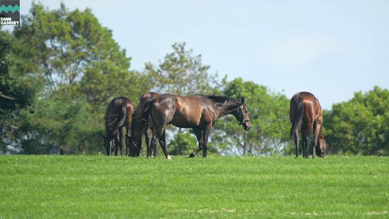 オデュッセイア2024 PV2025