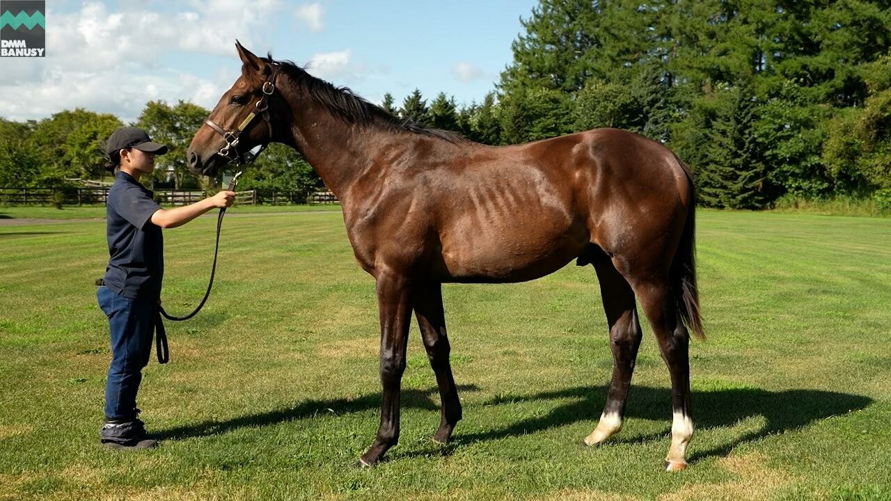 オデュッセイア2024 2025/8/15撮影：社台ファーム現地視察