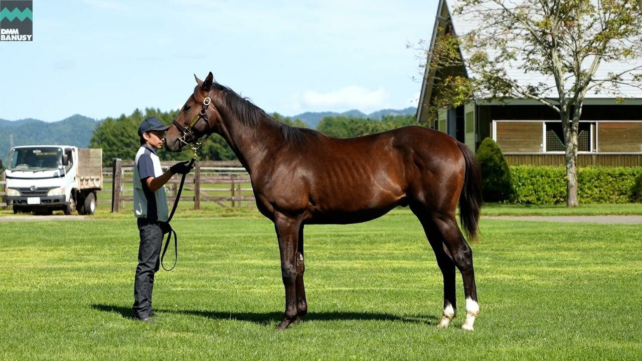 オデュッセイア2024 2025/9/8撮影：社台ファーム現地視察