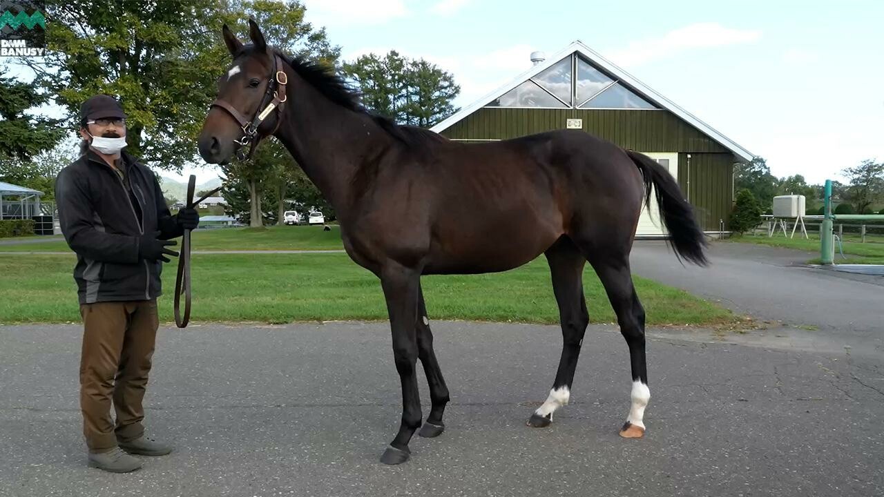 オデュッセイア2024 2025/10/6撮影：社台ファーム現地視察