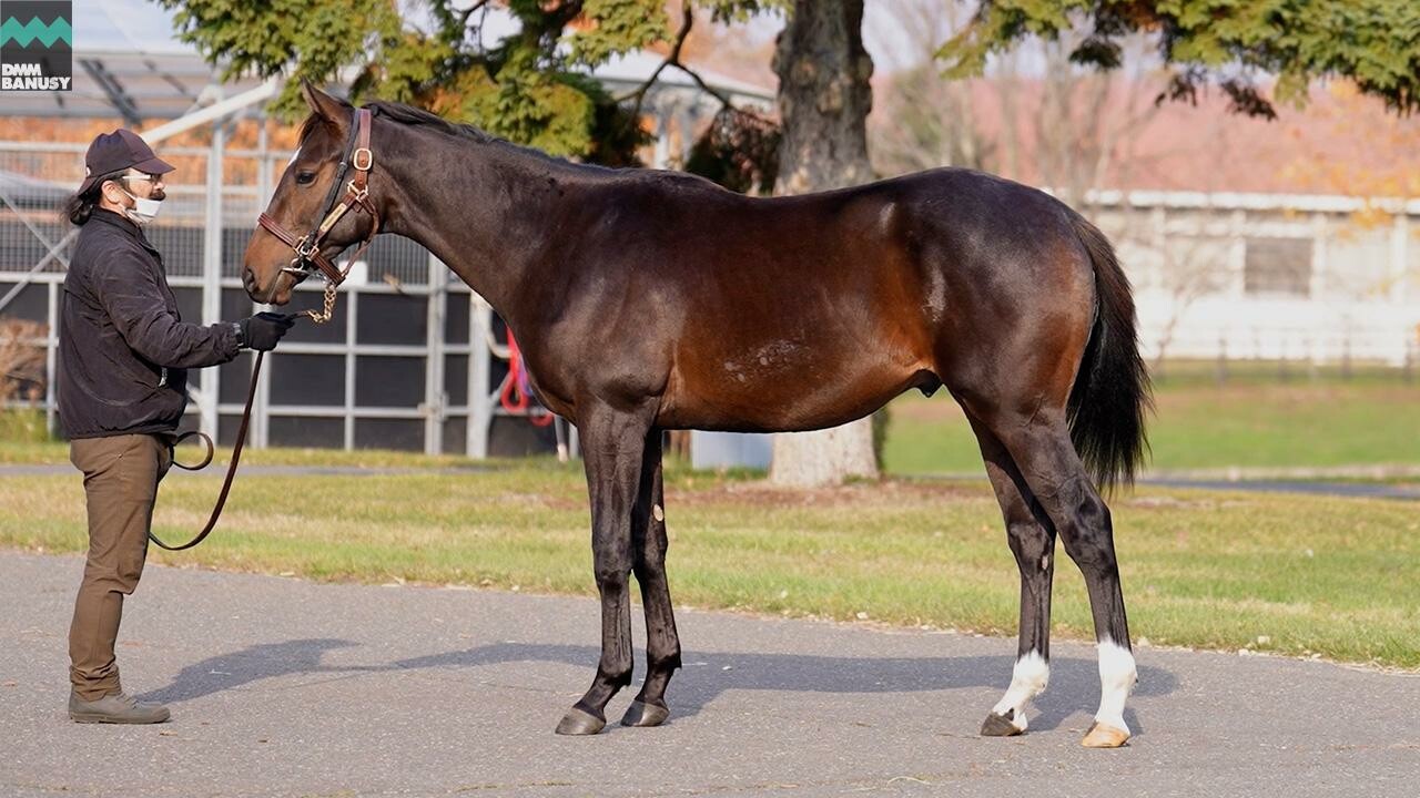 オデュッセイア2024 2025/11/6撮影：社台ファーム現地視察