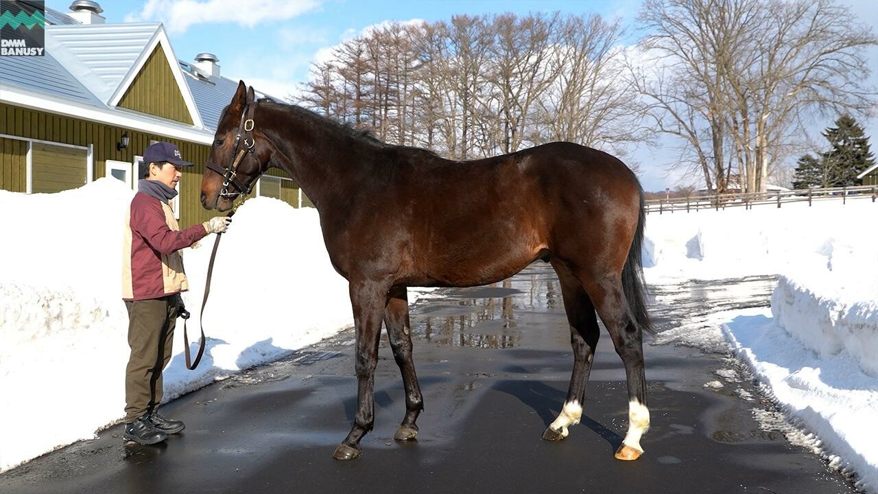 オデュッセイア2024 2026/2/6撮影:社台ファーム現地視察