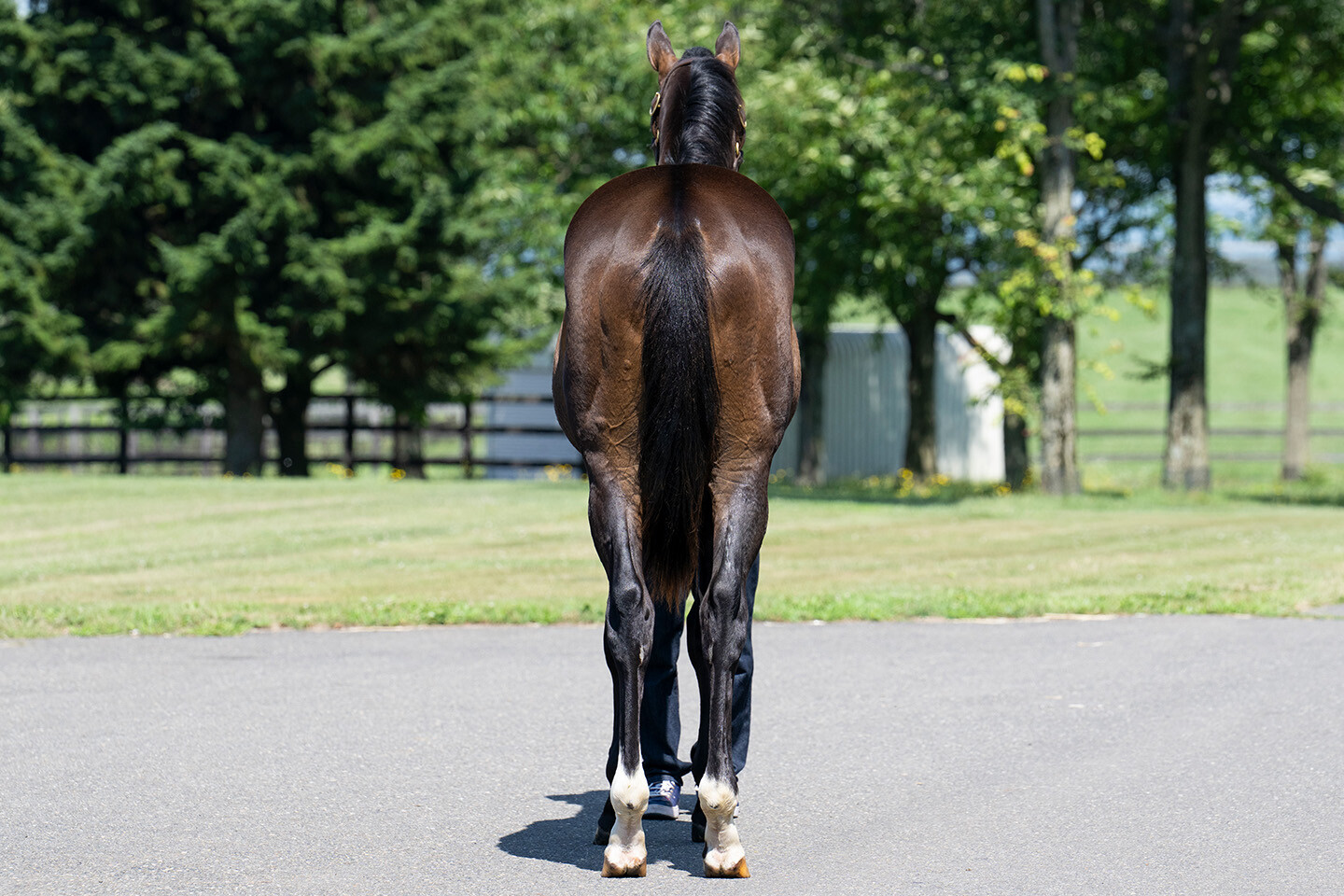 オデュッセイア2024 馬体フォト 2025/07/23