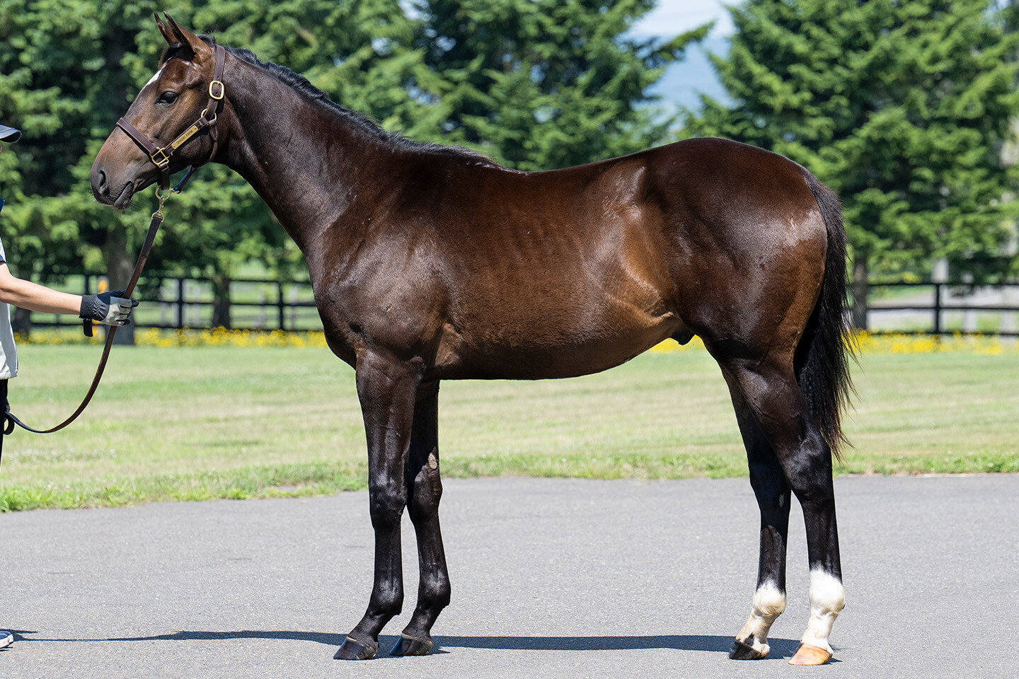 オデュッセイア2024 馬体フォト 2025/07/23