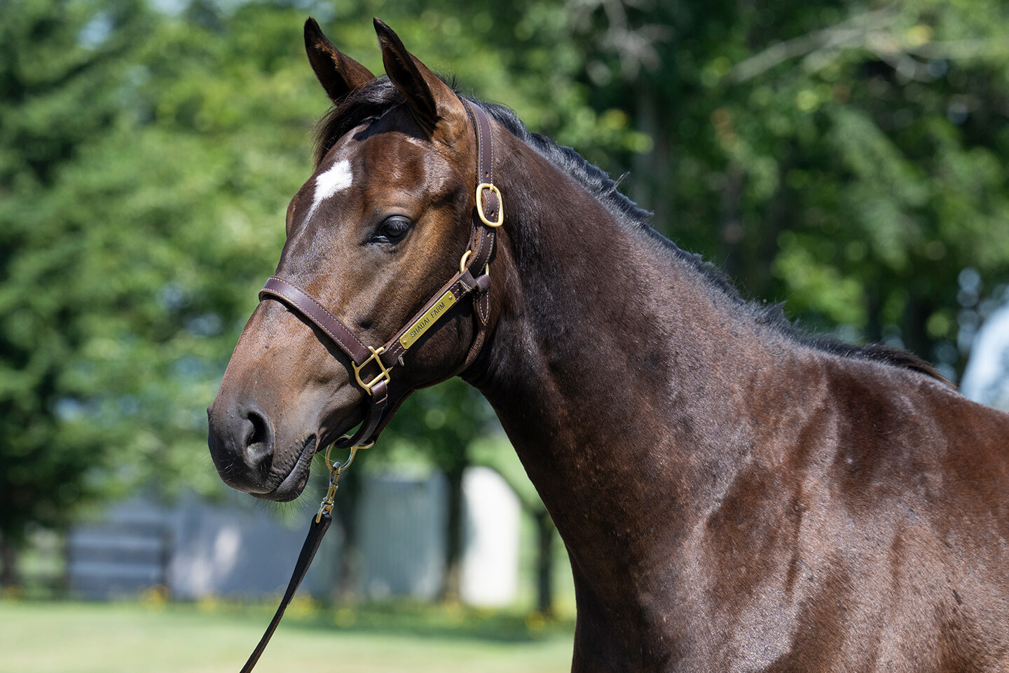オデュッセイア2024 馬体フォト 2025/07/23