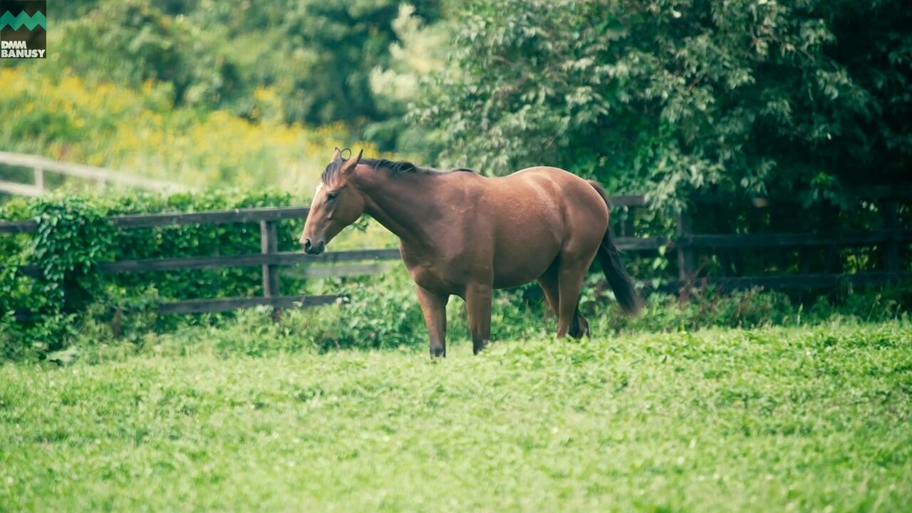 ホールドミータイト2024 PV2025