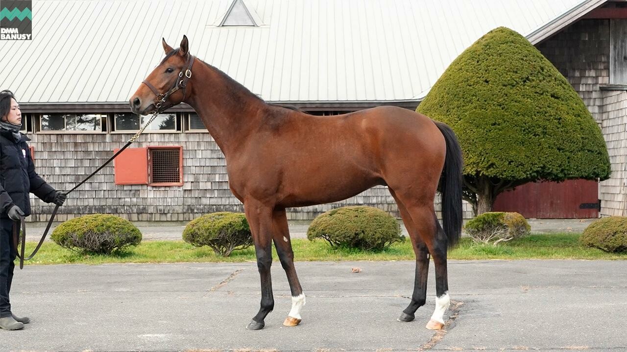 ホールドミータイト2024 2025/11/14撮影：ファンタストクラブ・グランド牧場現地視察