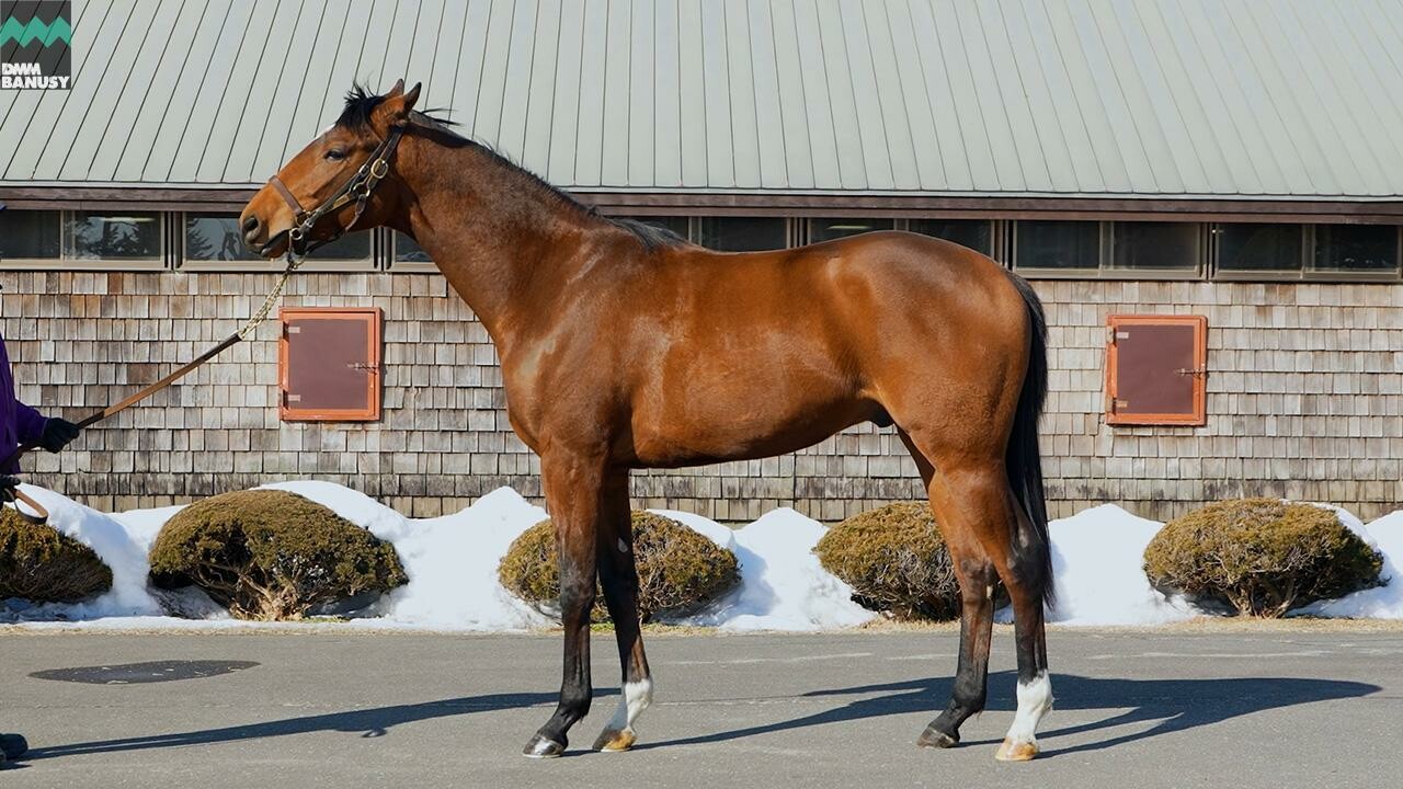 ホールドミータイト2024 2026/2/6撮影:ファンタストクラブ・グランド牧場現地視察