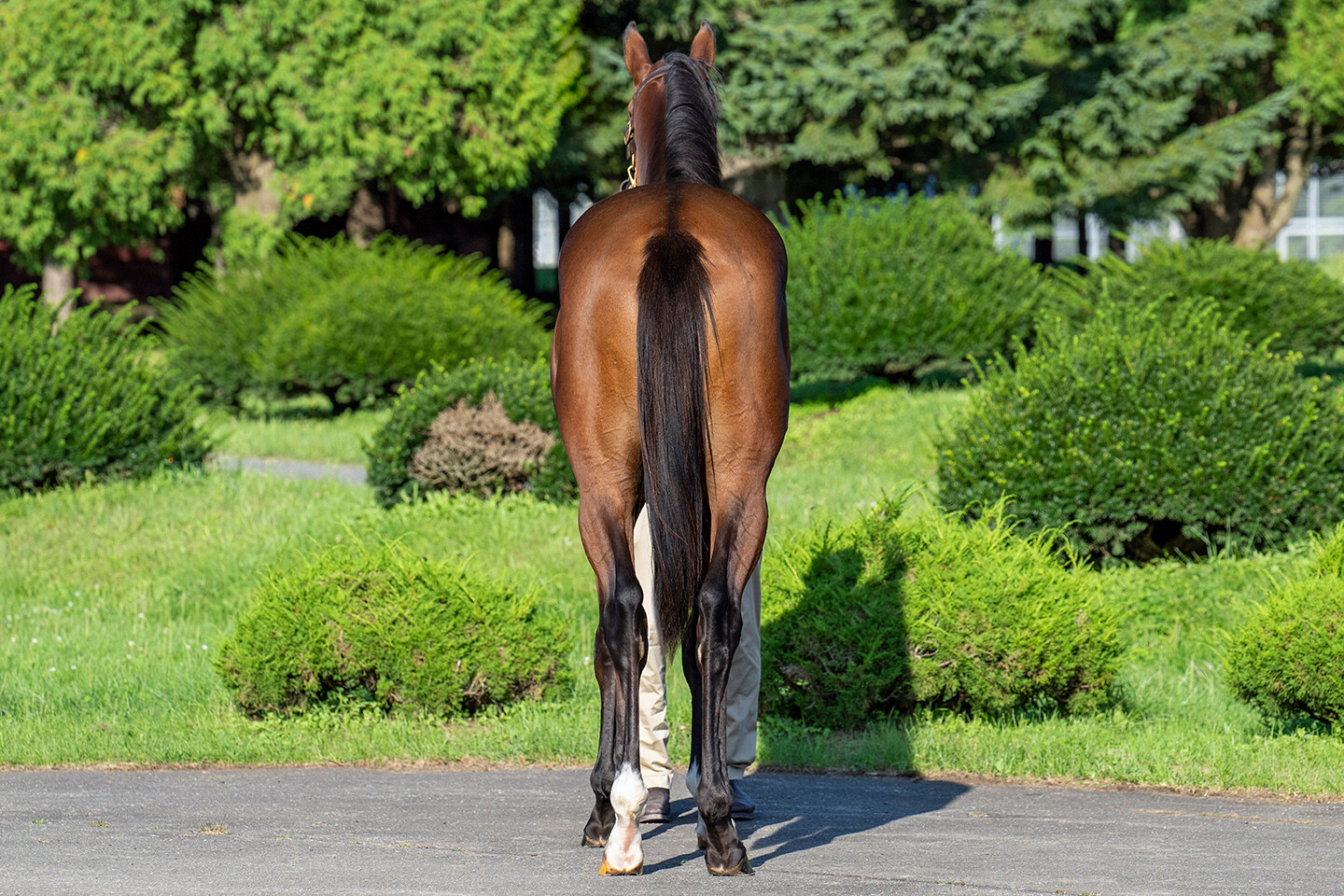 ホールドミータイト2024 馬体フォト 2025/09/03