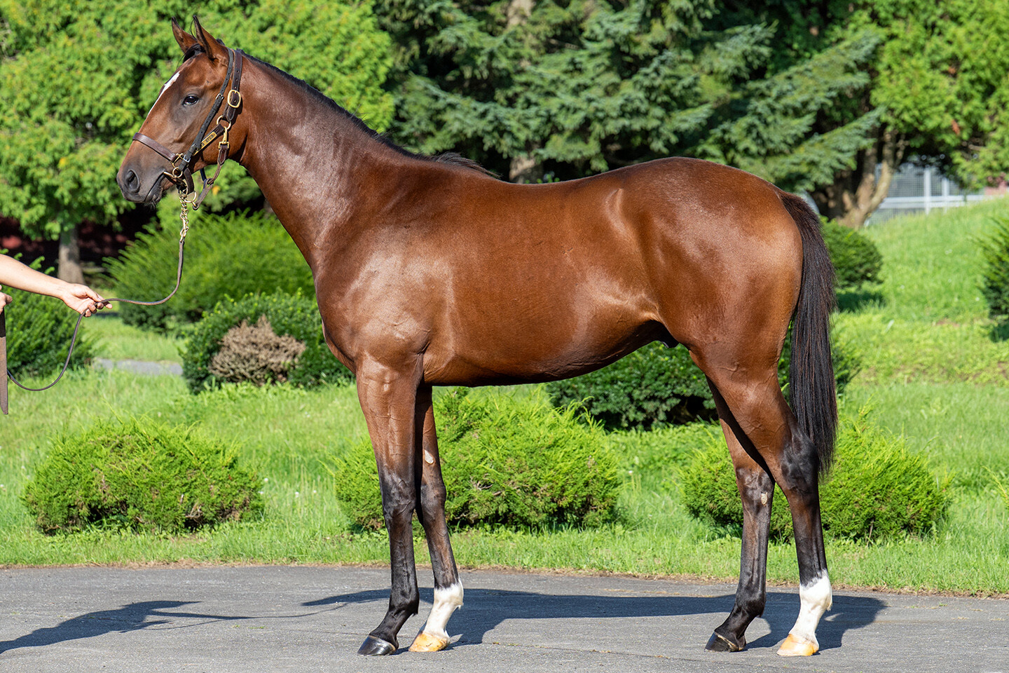 ホールドミータイト2024 馬体フォト 2025/09/03