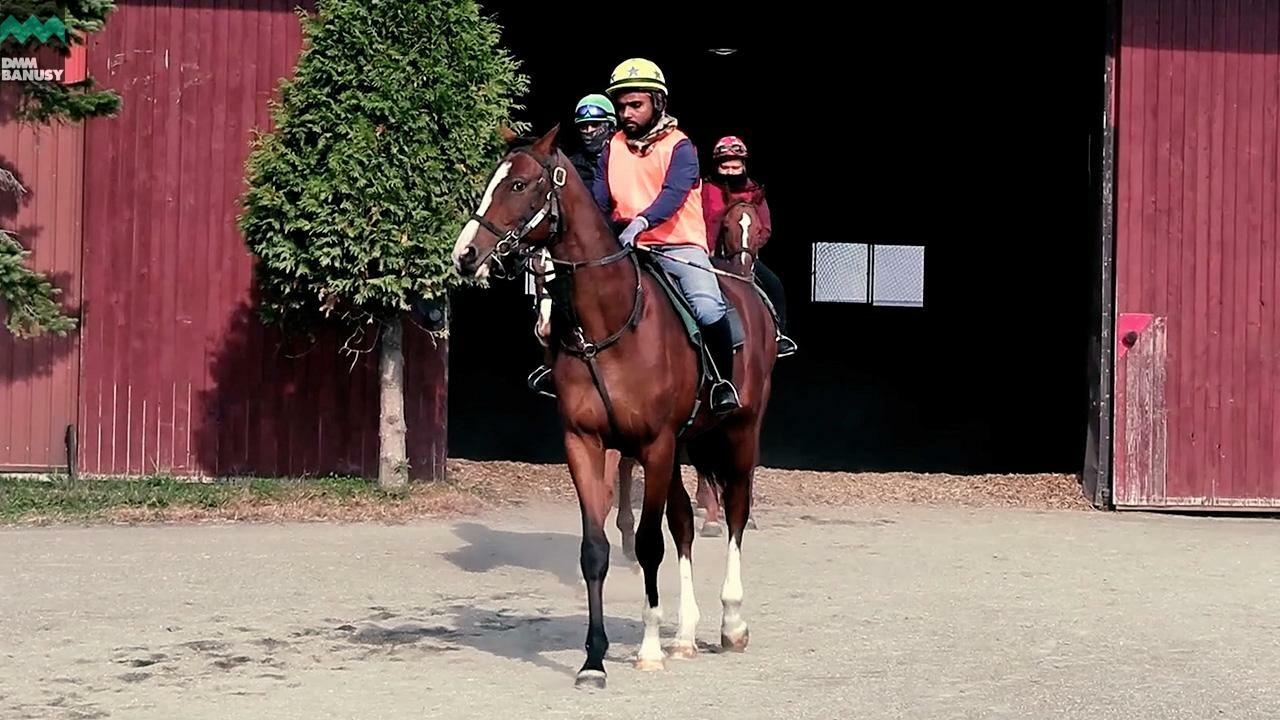 メジロシャレード2024 PV2025