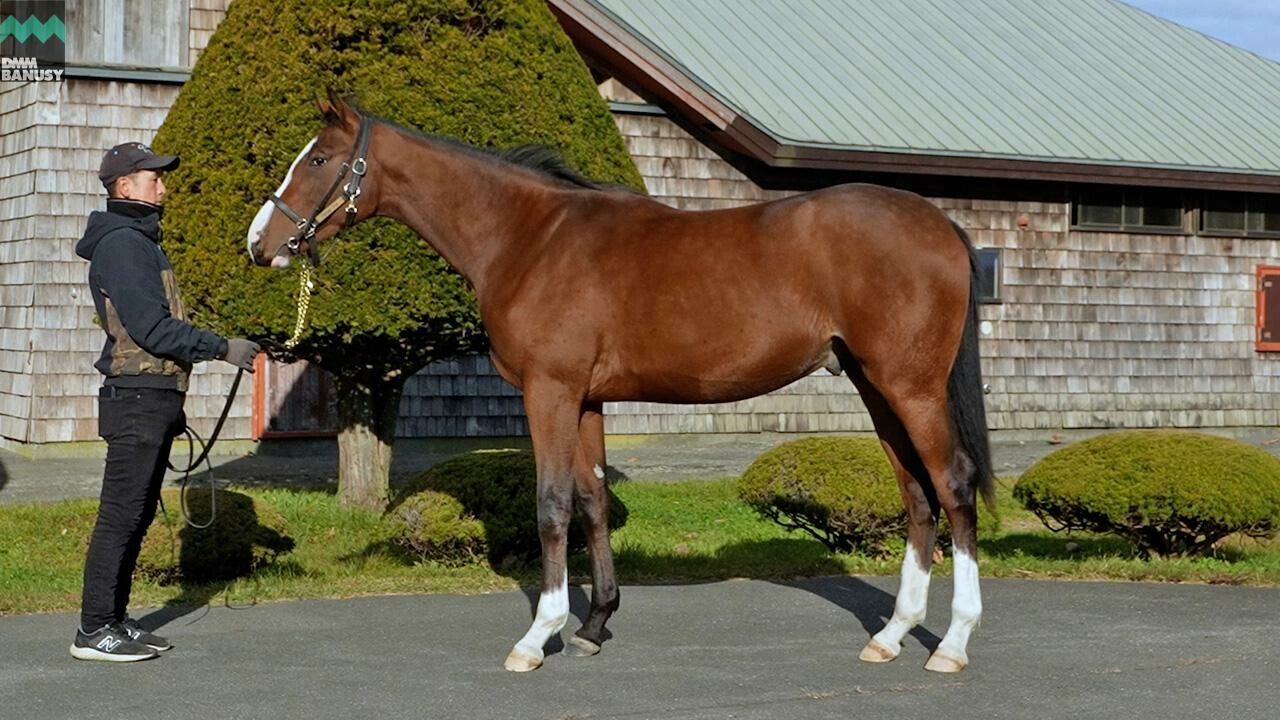 メジロシャレード2024 2025/11/14撮影：ファンタストクラブ現地視察