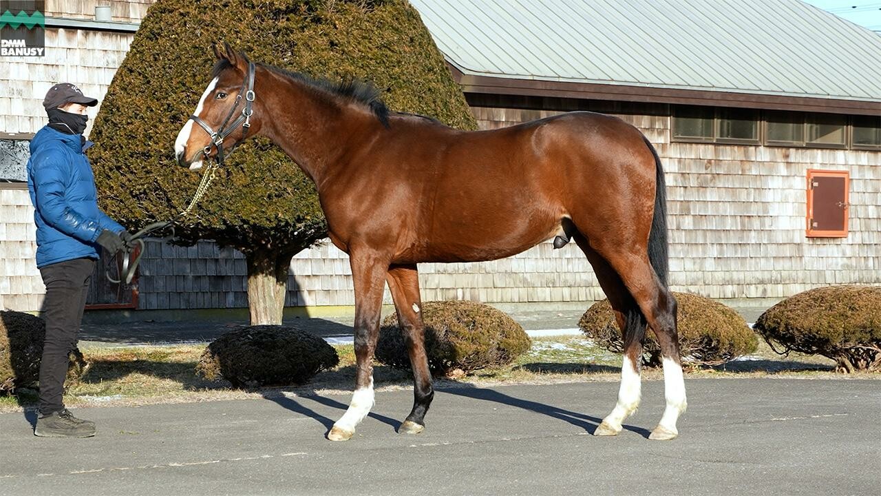 メジロシャレード2024 2026/1/6撮影:ファンタストクラブ現地視察