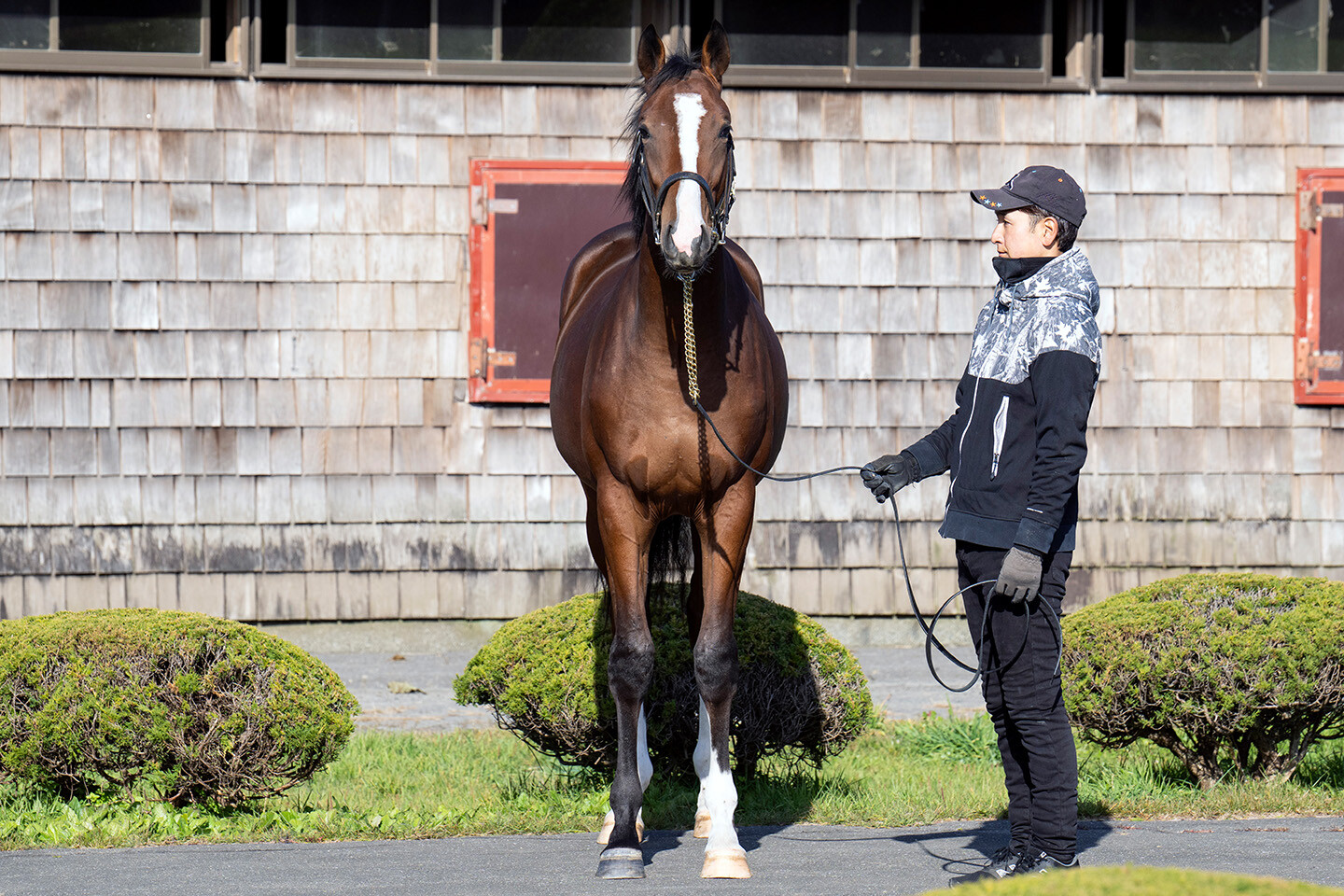 メジロシャレード2024 馬体フォト 2025/10/29