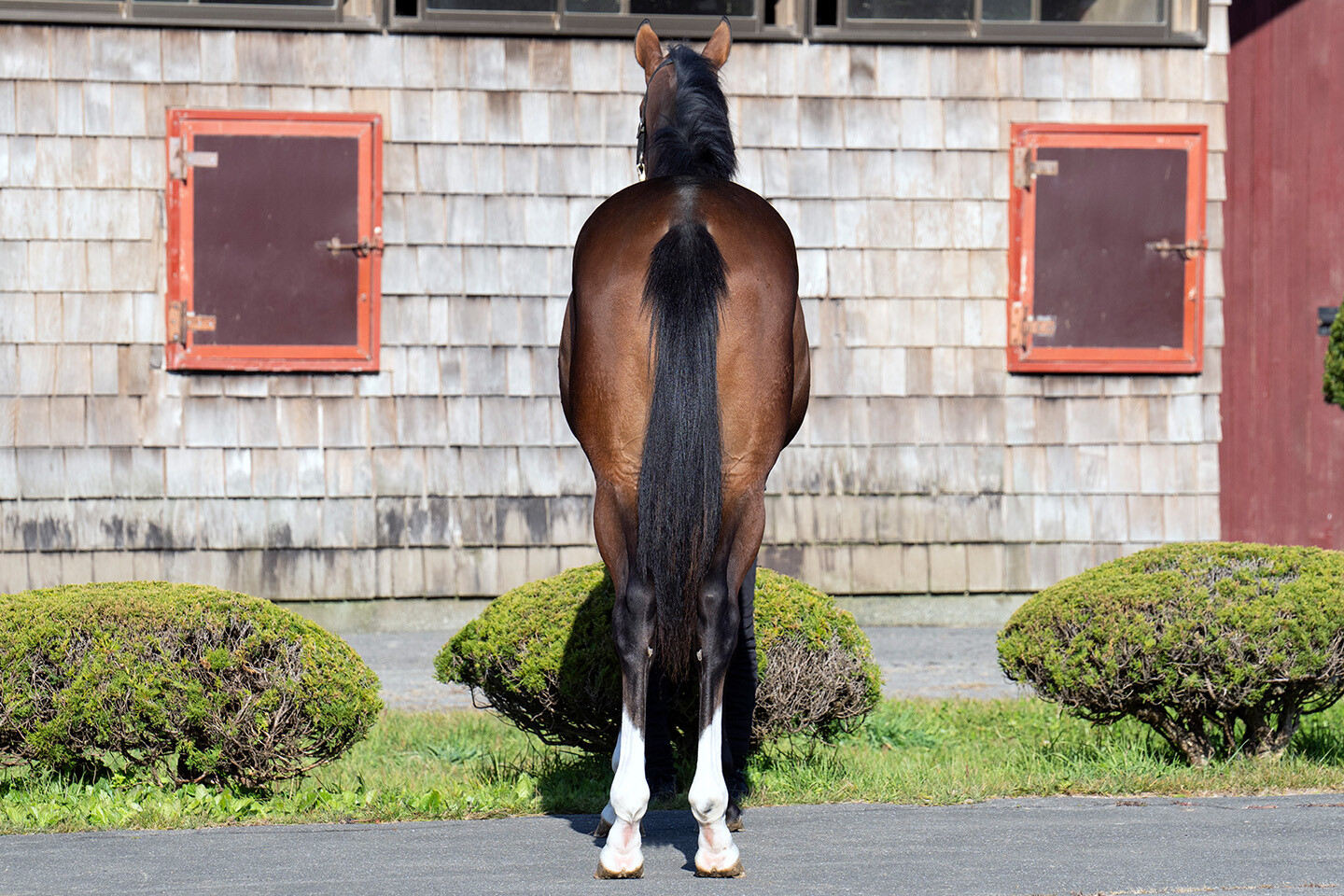 メジロシャレード2024 馬体フォト 2025/10/29