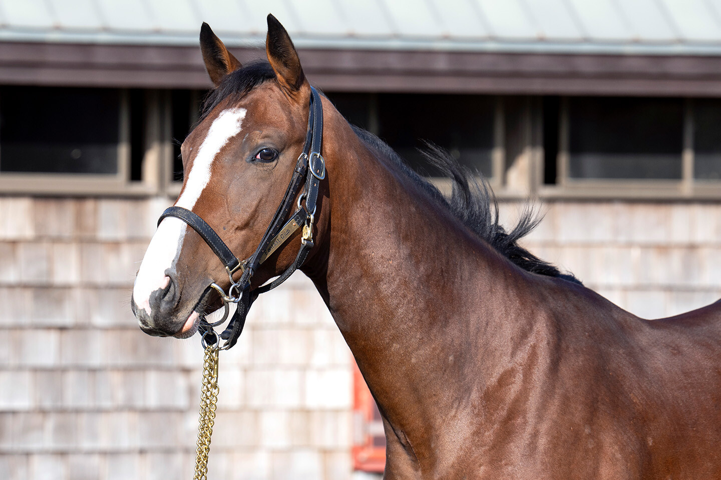 メジロシャレード2024 馬体フォト 2025/10/29