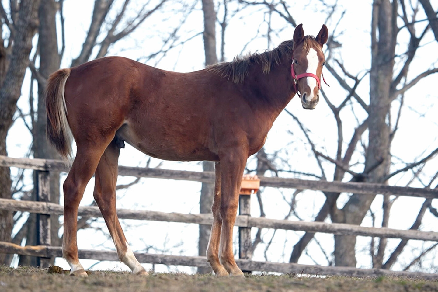 エターナルハート2025 馬体フォト 2025/11/19