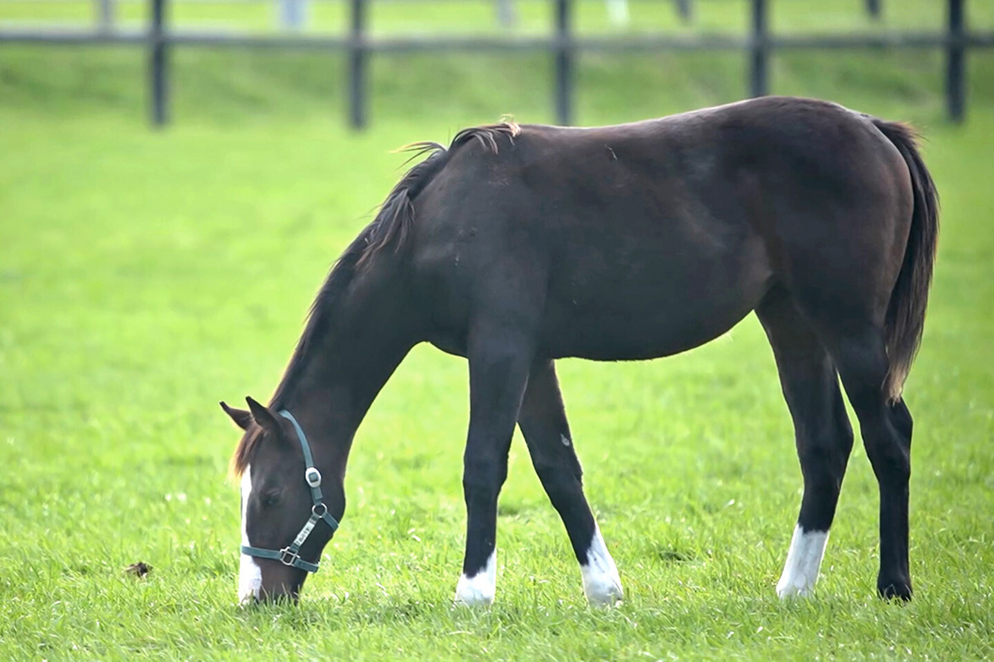 ロベリア2025 写真