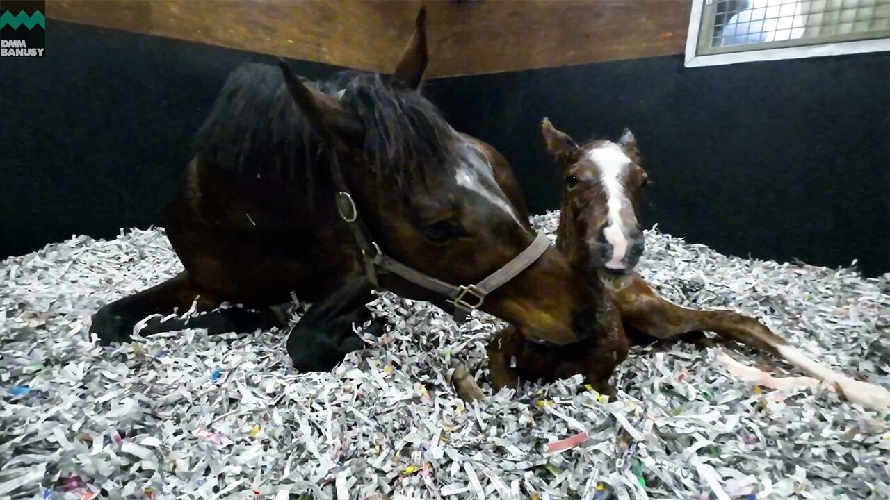 ラヴズオンリーユー 誕生の瞬間