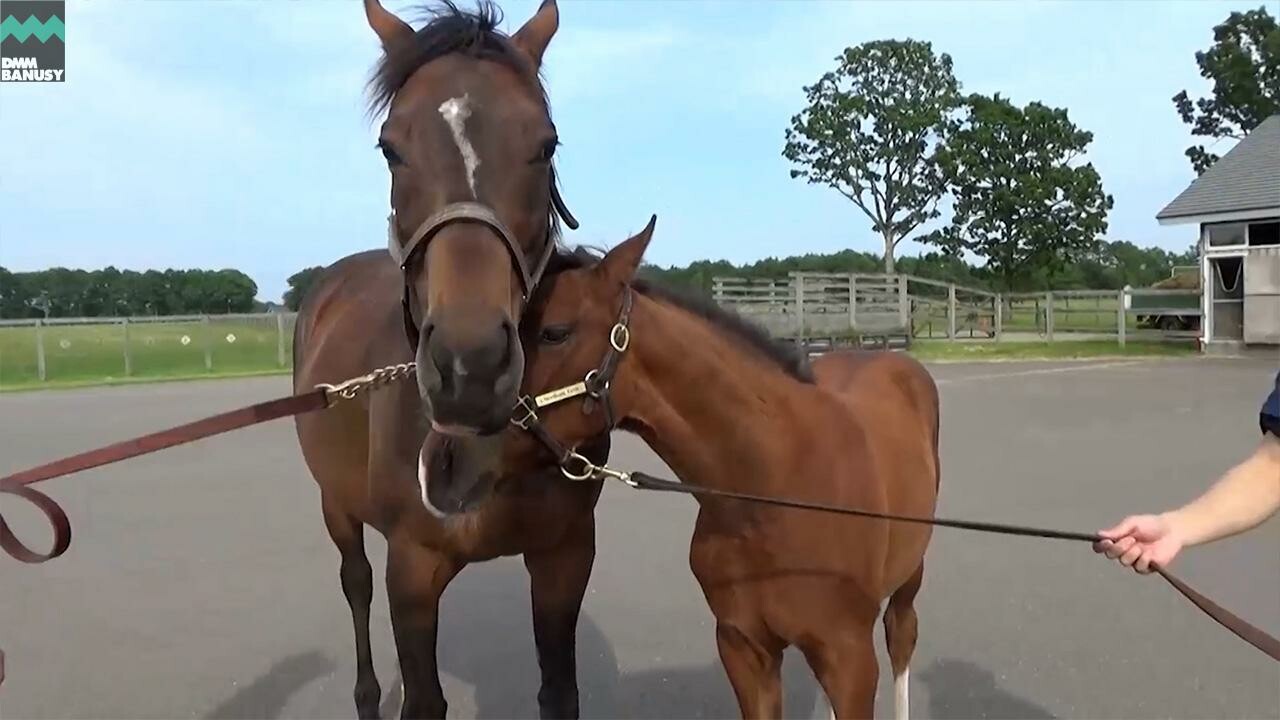 ラヴズオンリーユー2025 