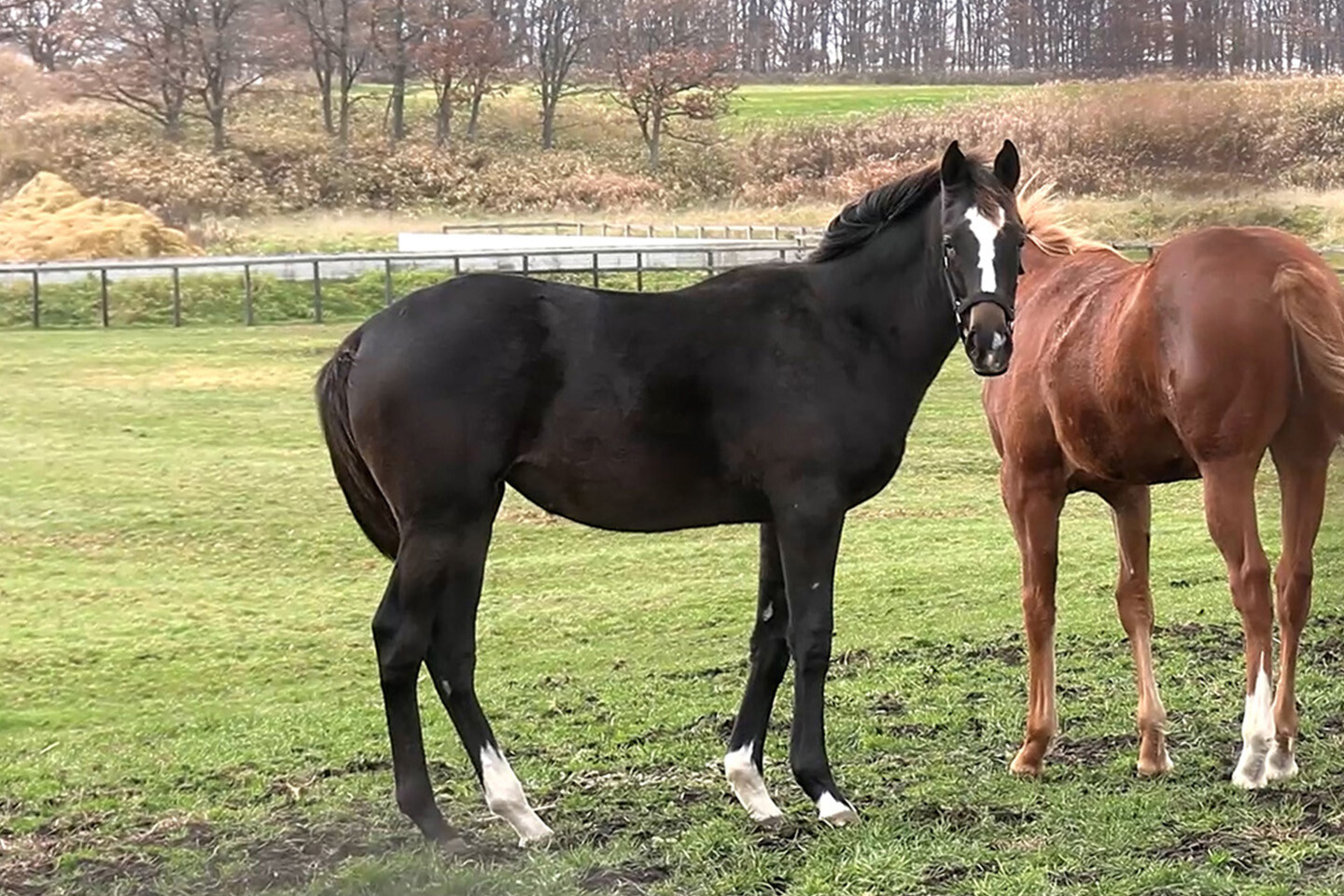 ダブルアンコール2025 馬体フォト 2025/11/13