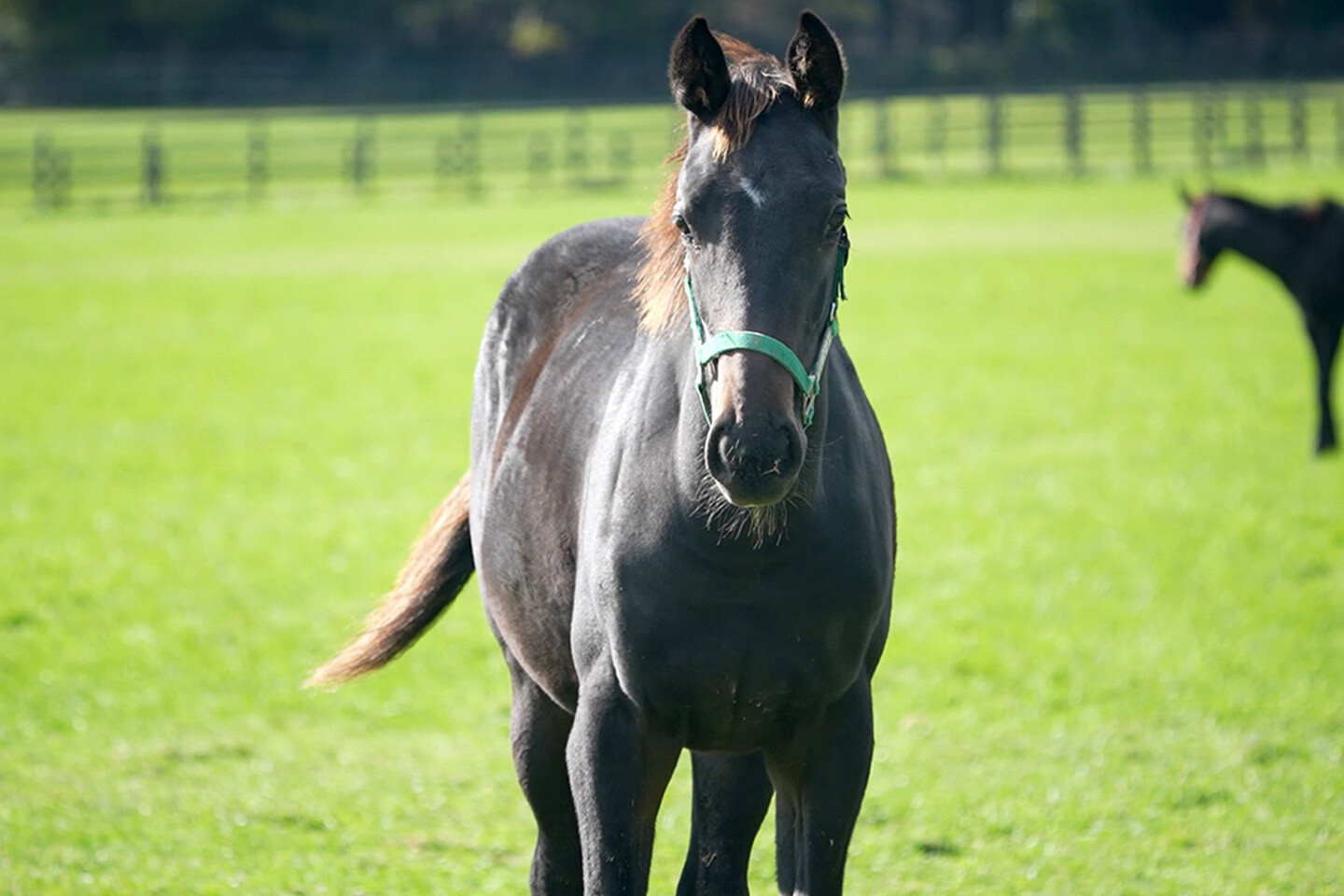 シンハリング2025 馬体フォト 2025/10/22