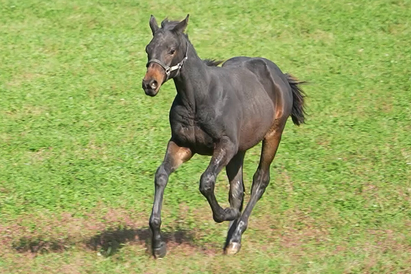 ファイナルドリーム2025 馬体フォト 2025/10/15