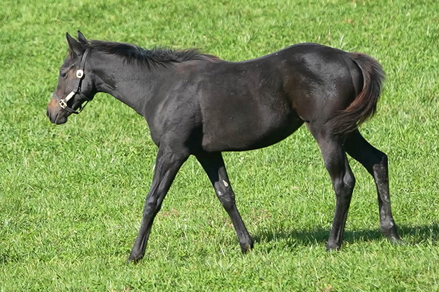 ソナトリーチェ2025 写真