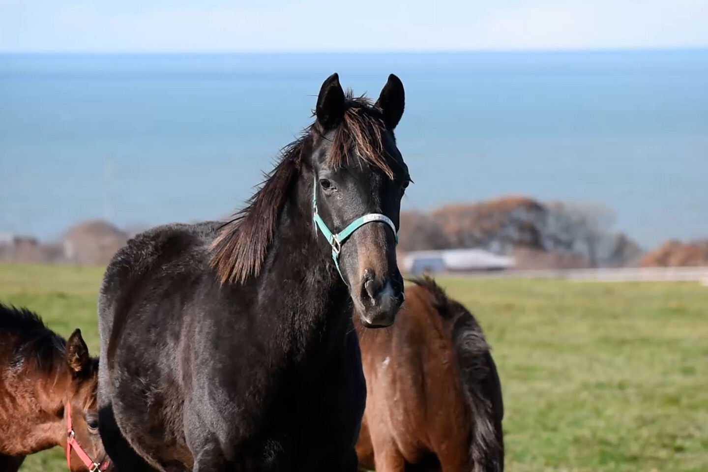 ブレッシングテレサ2025 馬体フォト 2025/11/18