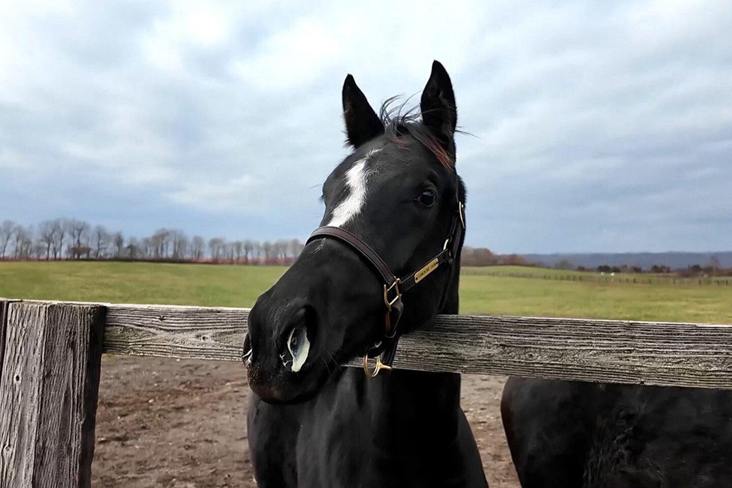 スウィーティーガール2025 馬体フォト 2025/11/20