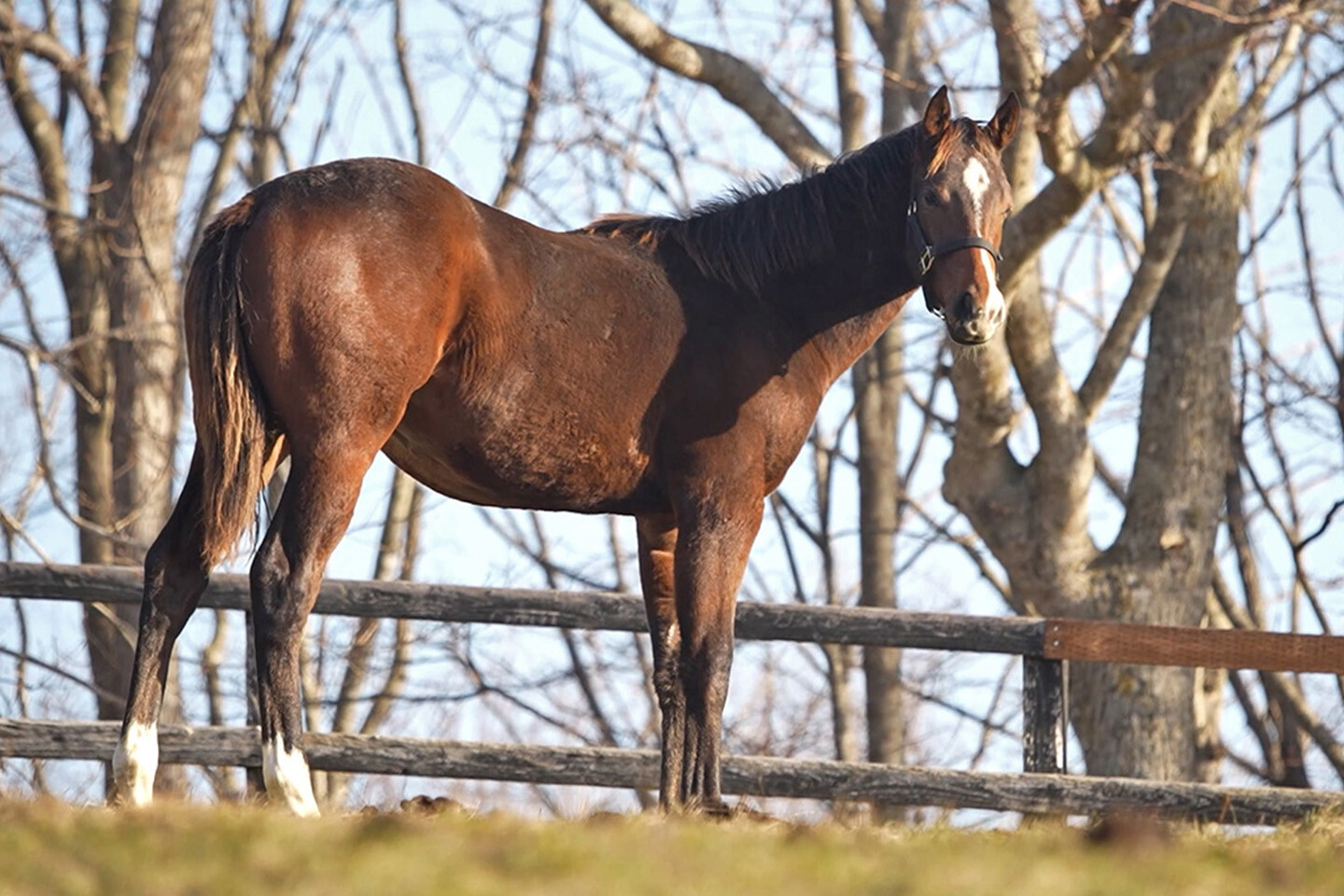 ジャンナスキッキ2025 馬体フォト 2025/11/19