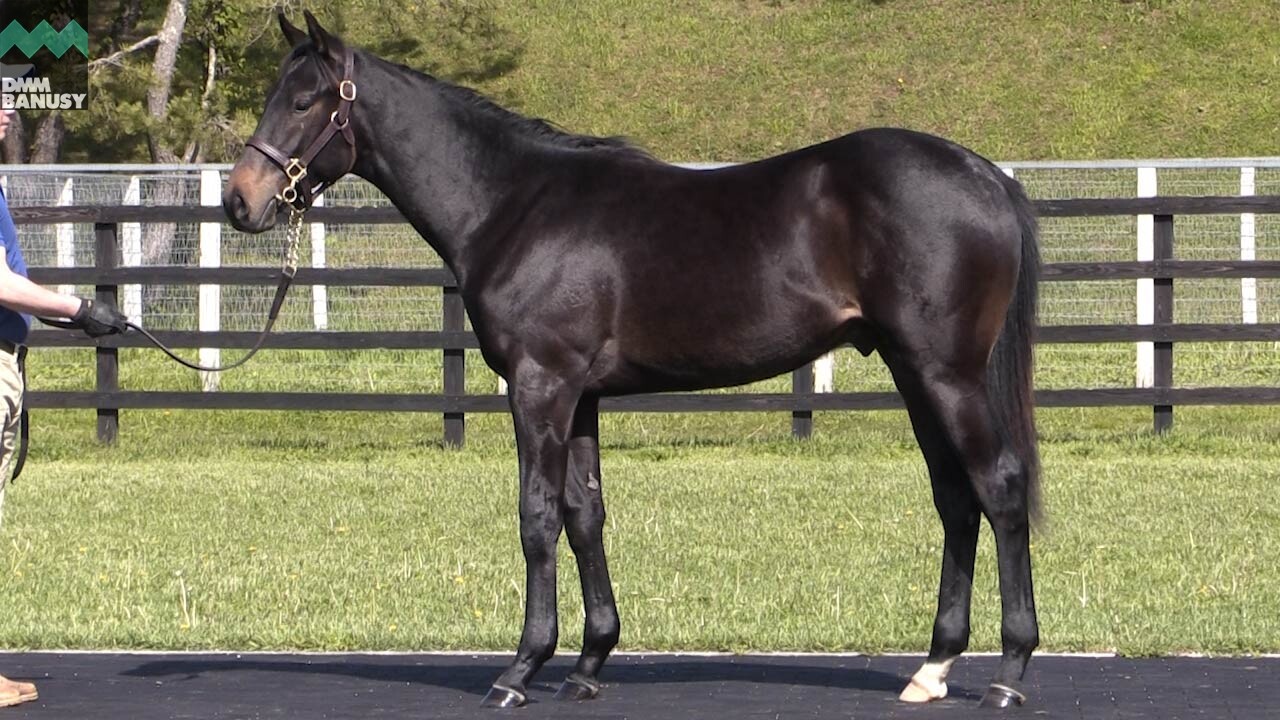 ディープモンスター 2019/5/22撮影:牧場長 矢野さんインタビュー付