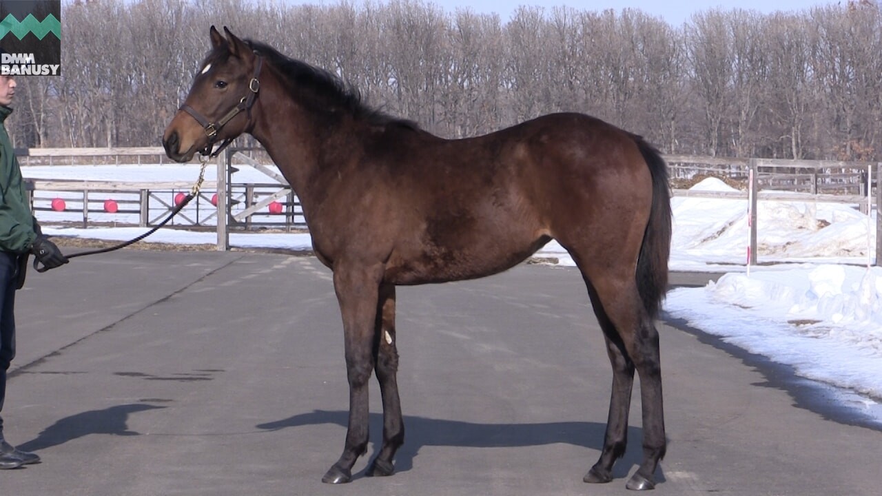 ソナトリーチェ 2019/2/27撮影:厩舎長 柳井さんインタビュー付