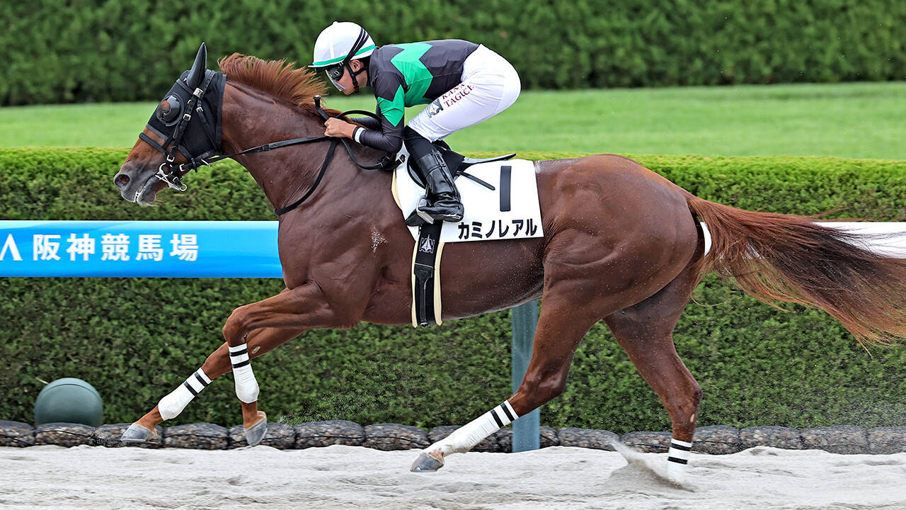 カミノレアル 写真