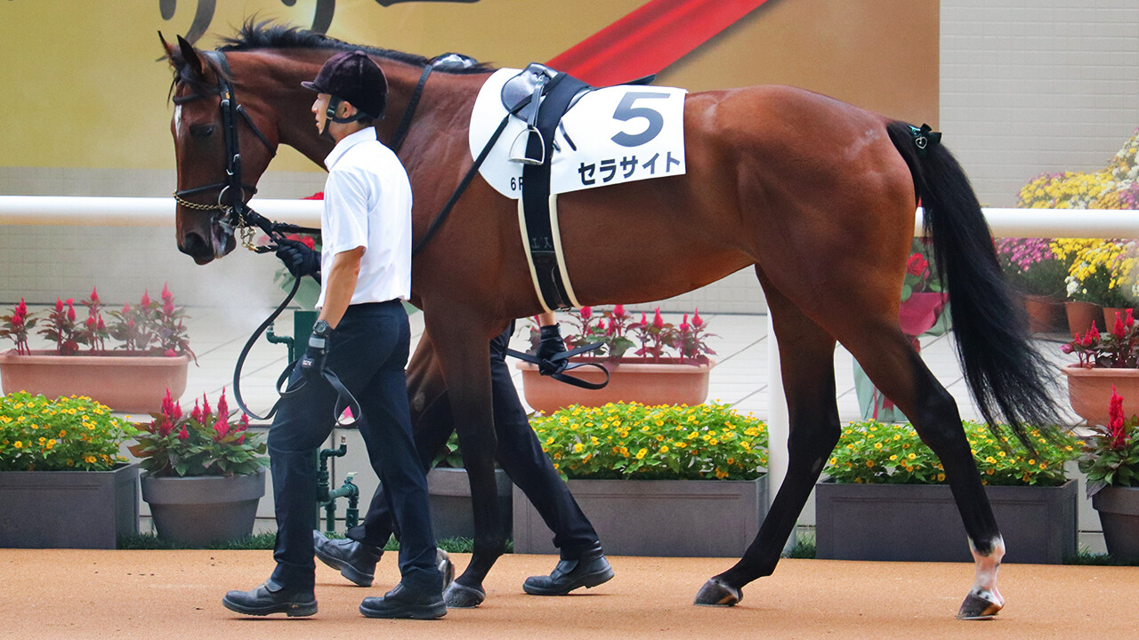 セラサイト 写真