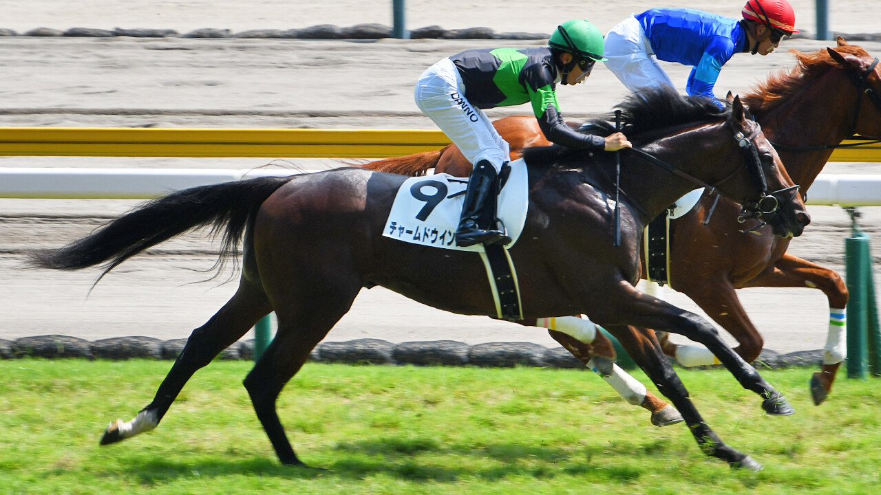 チャームドウイング 写真