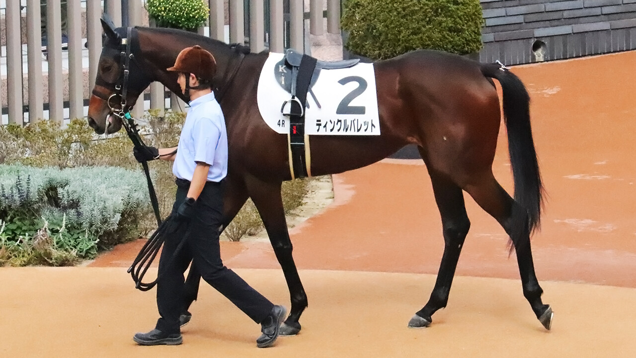 ティンクルバレット 写真