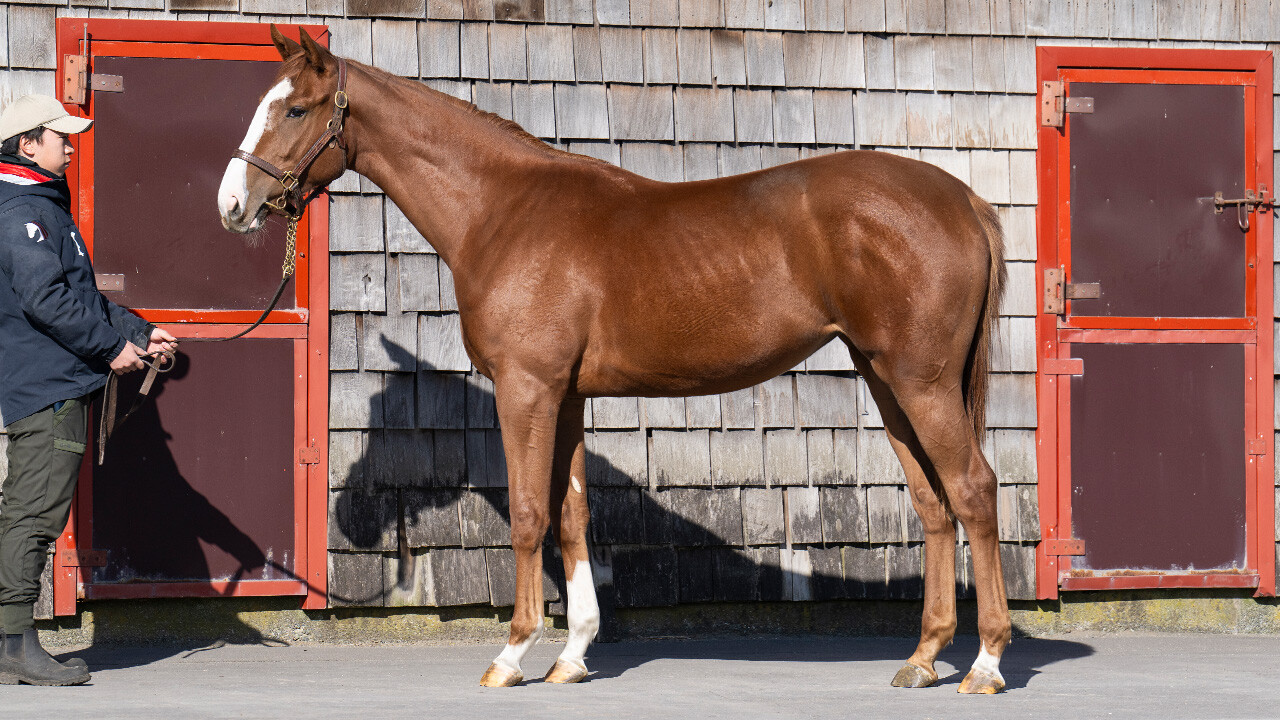 シンハリング2024 写真