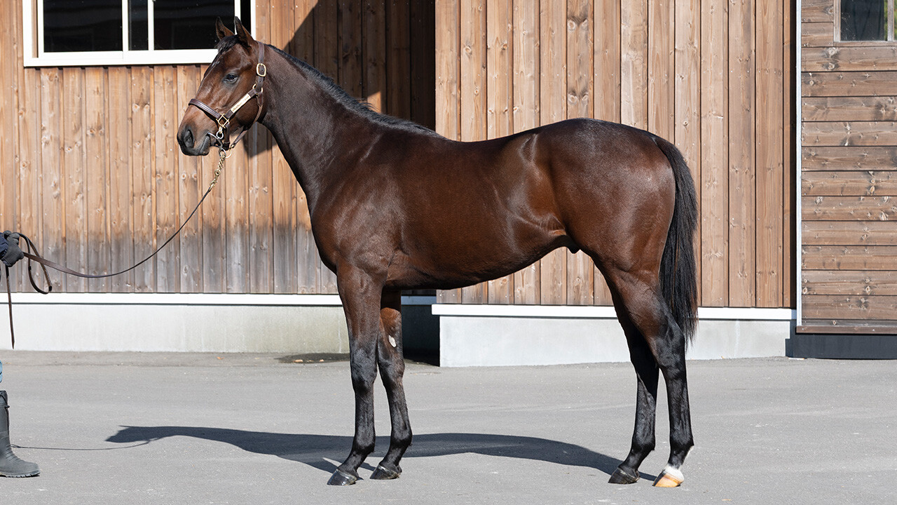 オディオペルデレ 写真